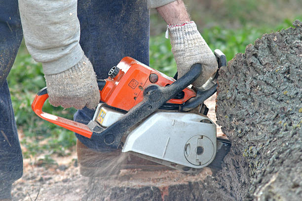 Best Stump Grinding and Removal  in Tremont, IL